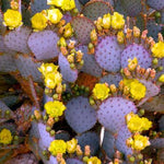 Purple Prickly Pear Cactus Plant, 6-8 Inches Fully Rooted Cactus Plants, Colorful Cactus for Indoor Outdoor Gardens and Containers