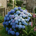 Blue Hydrangea Bush Live Plant, Hardy Flower Shrub, 1-1.5 Ft Tall
