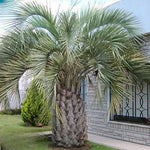 Live Palm Tree Plant in 3 Gallon Pot, No CA, Large Fully Rooted Size, Ready to Plant for Home Décor Indoor Outdoor Landscape, Rare Palm Trees, Jelly Palm