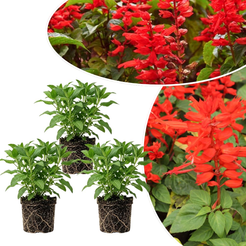 3 Bright Red Salvia Sage Plants 4–7" Tall, Perennial Live Flowering Garden Plants for Outdoor Growing, Vibrant Salvia Plant Starter