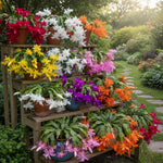2 Mixed Christmas Cactus Plants, Thanksgiving Cactus 3-6 Inch Tall, Winter Succulents Flowers Container Hanging Basket Indoor Outdoor Planting