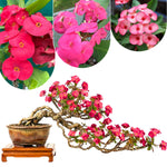 2 Euphorbia Milii Pink Crown of Thorns Plant Live, Cold Hardy Succulent Houseplant 4-7" Tall with Constant Blooms