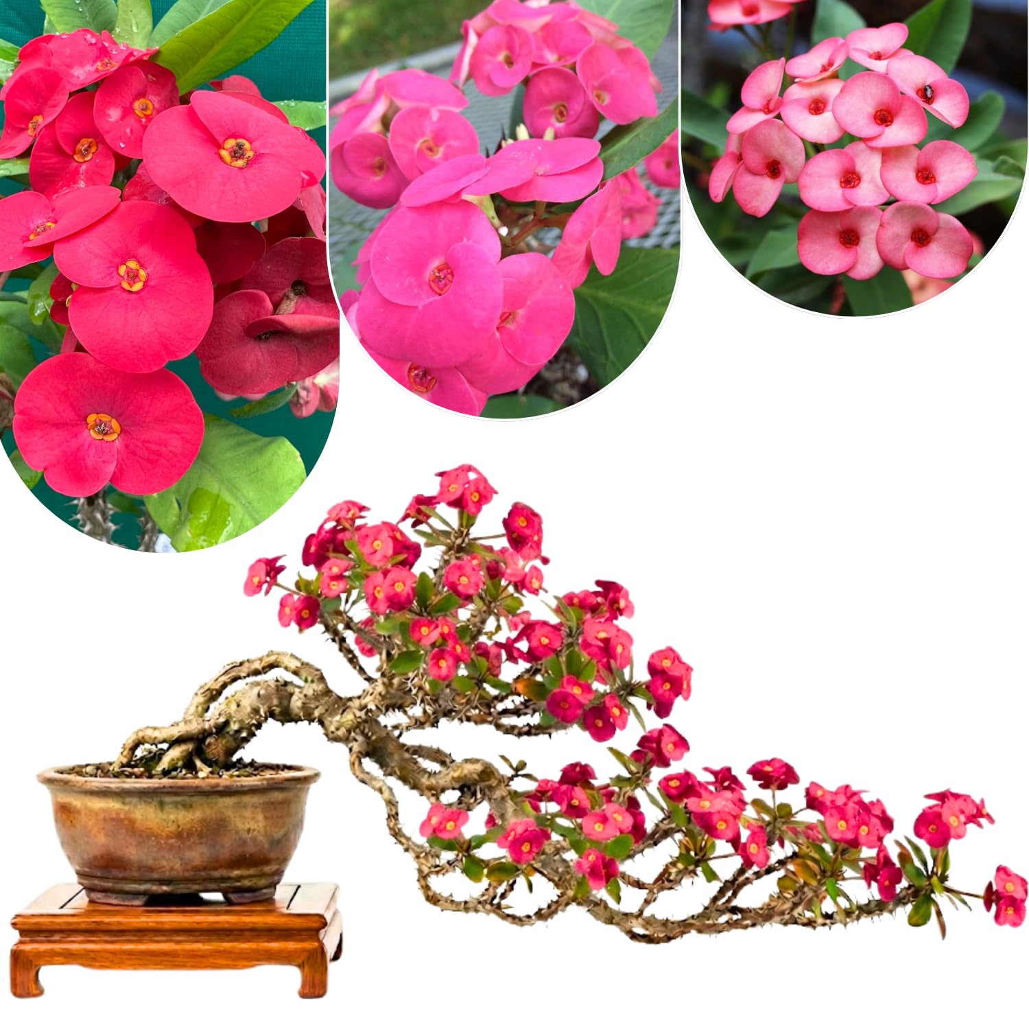 2 Euphorbia Milii Pink Crown of Thorns Plant Live, Cold Hardy Succulent Houseplant 4-7" Tall with Constant Blooms