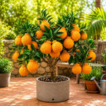 Japanese Mandarin Tree Live Plant Grafted 2-3 Feet, Fast-Growing and Bear Fruit for Citrus Garden Outdoor Planting Zones 9-11