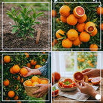 Orange Tree Live Plant, Red Navel Orange Plant Live, 1 Gallon Pot, Citrus Fruits Tree Garden, No Ship to CA