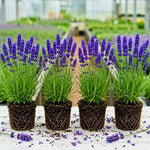 Pack 4 Provence Live Lavender Plants for Outside, Blue Purple Lavender Plants No Pot, 5-7" Tall Gardening Indoor Outdoor Spring Planting