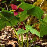5 Red Trillium Bulbs, Trillium Flower Bulbs, Trillium Bulb for Fall Planting, 5 Large Bulbs, Easy to Plant