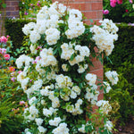 Roses Live Plant, Climbing Rose Plant Live from 5'' Tall, Bush Shrub Plants, Fragrant Flower Garden (White)
