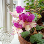 Yellow Pink Streptocarpus Lady Slipper Plants in 3.25 Inch Pot, Live Flowering Houseplant for Patio, Containers and Indoor Gardening