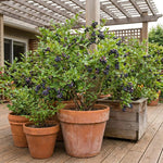 Black Huckleberry Live Plant in 5 Inch Pot, Sweet Black Berries Bush, Well Rooted Fruit Shrub for Garden and Container