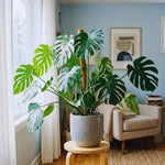 Set 2 Monstera Deliciosa Plants Live, Live Green Monstera Houseplants, Monstera Plant from 5 Inc Tall
