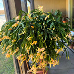 Christmas Cactus Plants Live 3-6 Inches, Vibrant Thanksgiving Christmas Cactus, Yellow Blooms, Cactus for Indoor Planting