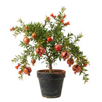 Pomegranate Plant in Half Gallon Pot, 1 Year Old Sweet Pomegranate Plant Live, Hardy, Fruit-Bearing Tree for Garden or Patio