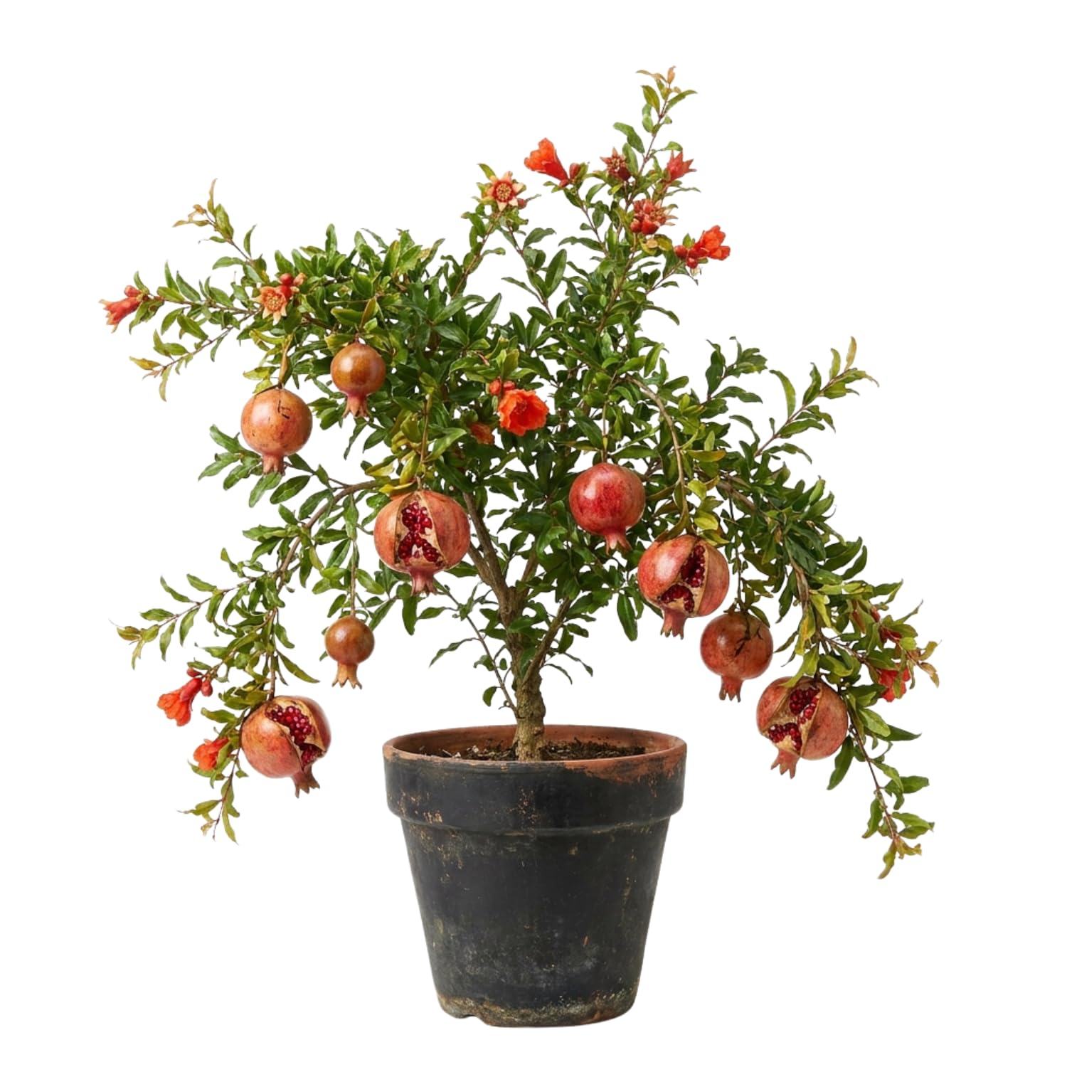 Pomegranate Plant in Half Gallon Pot, 1 Year Old Sweet Pomegranate Plant Live, Hardy, Fruit-Bearing Tree for Garden or Patio