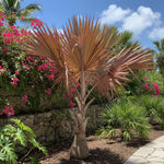 Palm Tree Plant, Live Tropical Palm Tree, Fully Rooted in 3 Gallon Pot, Ready for Outdoor Planting (Rare Red Palm)