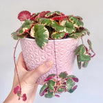 Variegated Strawberry Geranium Live Plant, Rare Saxifraga Tricolor Plant, Indoor Houseplant Starter