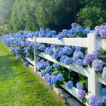 2 Hydrangea Plant Live, Hardy Hydrangea Bush Shrub for Outdoor Garden Planting, Bare Roots Dormant 6-12 Inch (Blue Hydrangea)