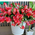 Live Red Christmas Cactus Live Plant 4–6 Inches Tall, Winter Blooming False Thanksgiving Cactus Well Rooted, Flowering Houseplant for Home and Office