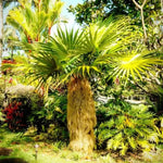 Palm Tree Live Plant, Fully Rooted in 3 Gallon Pot, Rare Tropical Plant Live for Indoor or Outdoor Growing, Old