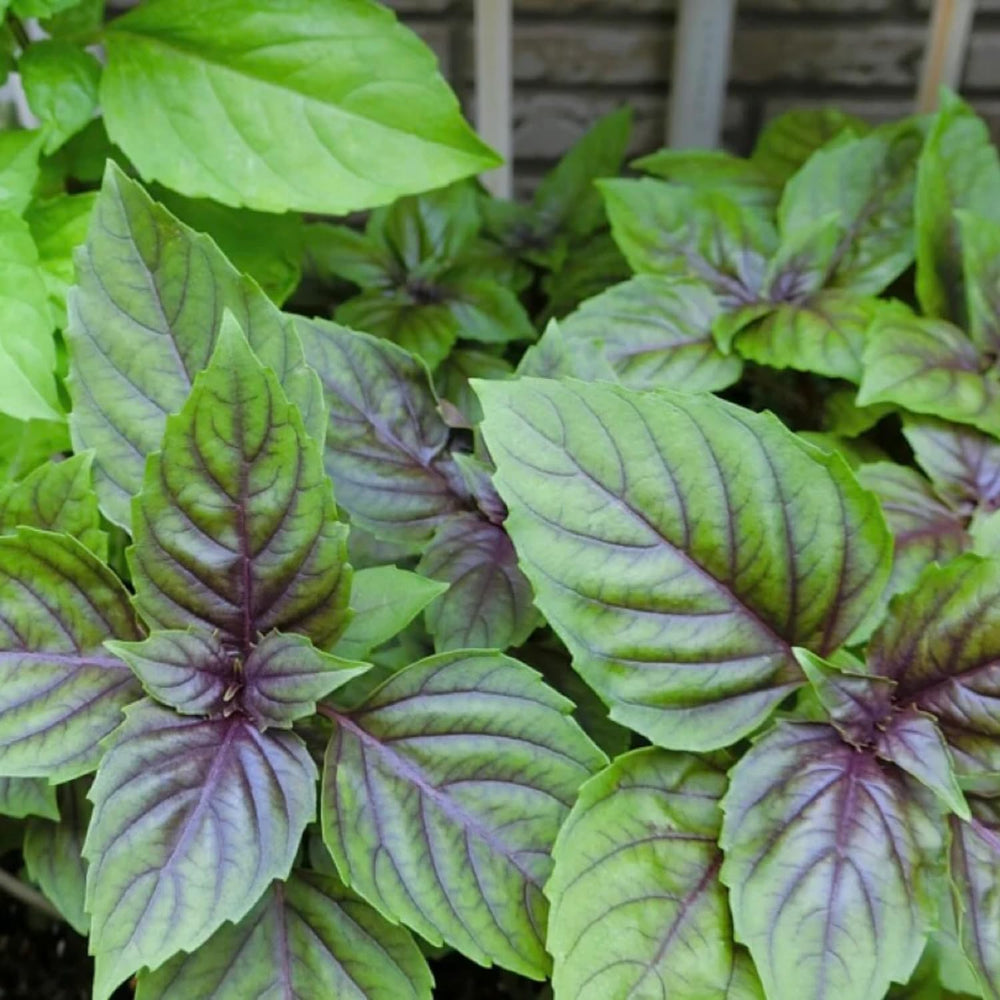 2 Basil Plants Live, Blue Basil Plant, Fragrant Plant for Outdoor Garden, 5Inc Tall
