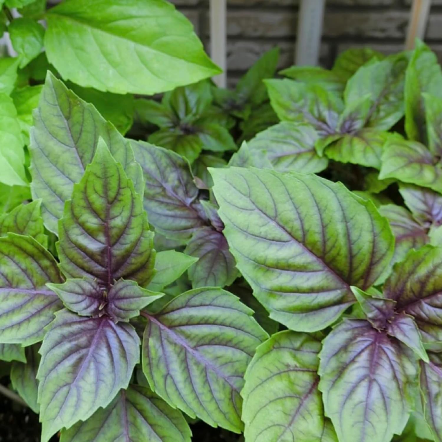 2 Basil Plants Live, Blue Basil Plant, Fragrant Plant for Outdoor Garden, 5Inc Tall