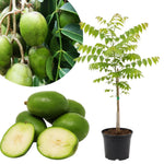 June Plum Plant Live in Gallon Pot, June Plum Tree Tropical Fruit, 2-3 Feet Tall, Cold Hardy
