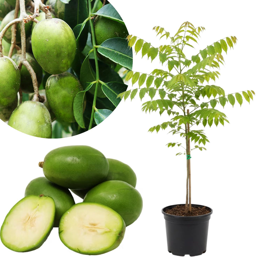 June Plum Plant Live in Gallon Pot, June Plum Tree Tropical Fruit, 2-3 Feet Tall, Cold Hardy