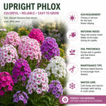 Random Upright Phlox Plant 4–7 Inches, Live Flowering Garden Plants, Hardy Perennial Phlox Flowers for Outdoor Garden