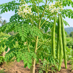 Live Moringa Tree, Moringa Oleifera Plant, 4-8 Inches Tall