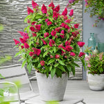 2 Butterfly Bush Live Plants, Raspberry Buddleia Shrubs, 5–9 Inch Tall, Fragrant Flowering Shrubs, No Pot