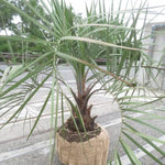 Live Palm Tree Plant in 3 Gallon Pot, No CA, Large Fully Rooted Size, Ready to Plant for Home Décor Indoor Outdoor Landscape, Rare Palm Trees, Jelly Palm