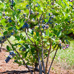 1 Blueberry Bush Live Plant 5 to 9 Inch Tall, Blueberry Plant Live for Planting, Sweet Blueberries Fruit Tree Live Plant (Emerald Blueberry)