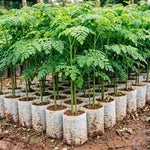 Moringa Tree in 4" Pot, Moringa Live Plants, 6-10'' Tall, Oleifera Drumstick Horseradish Ready to Grow Outdoor, No CA, Full Sun