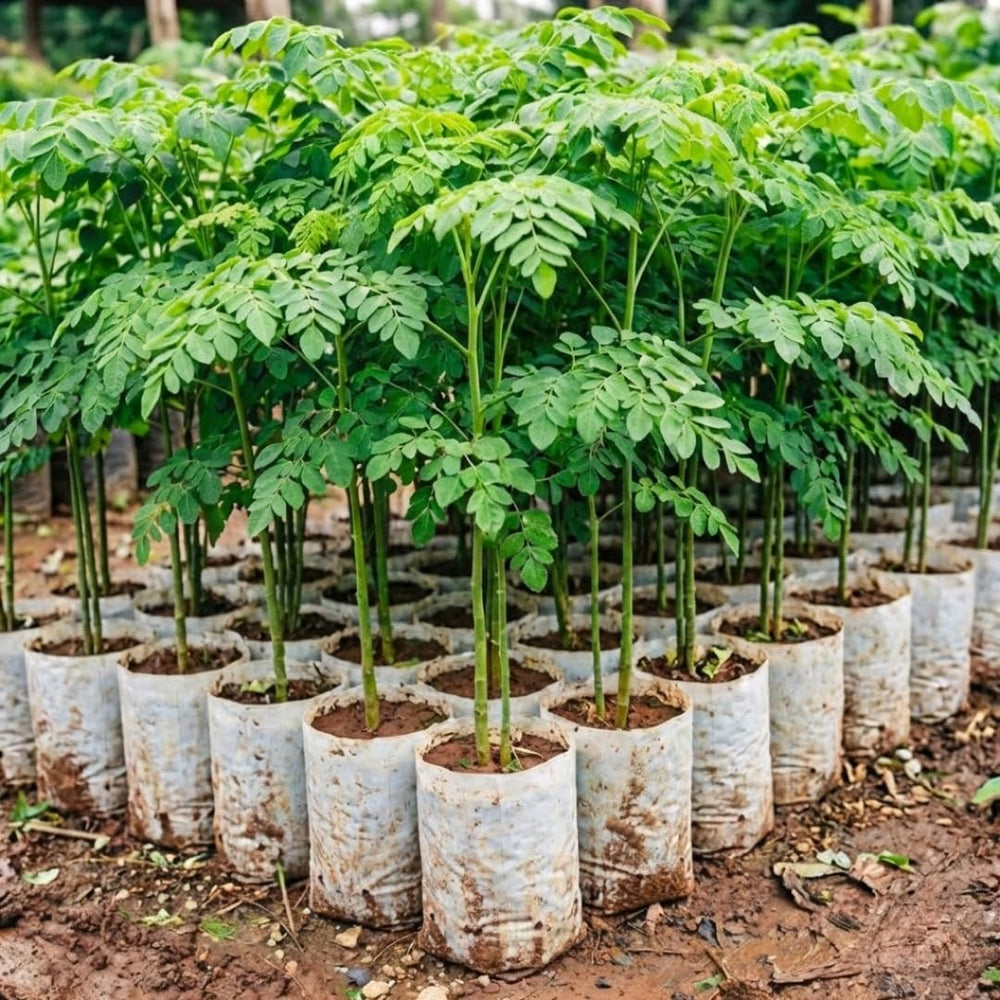 Moringa Tree in 4" Pot, Moringa Live Plants, 6-10'' Tall, Oleifera Drumstick Horseradish Ready to Grow Outdoor, No CA, Full Sun
