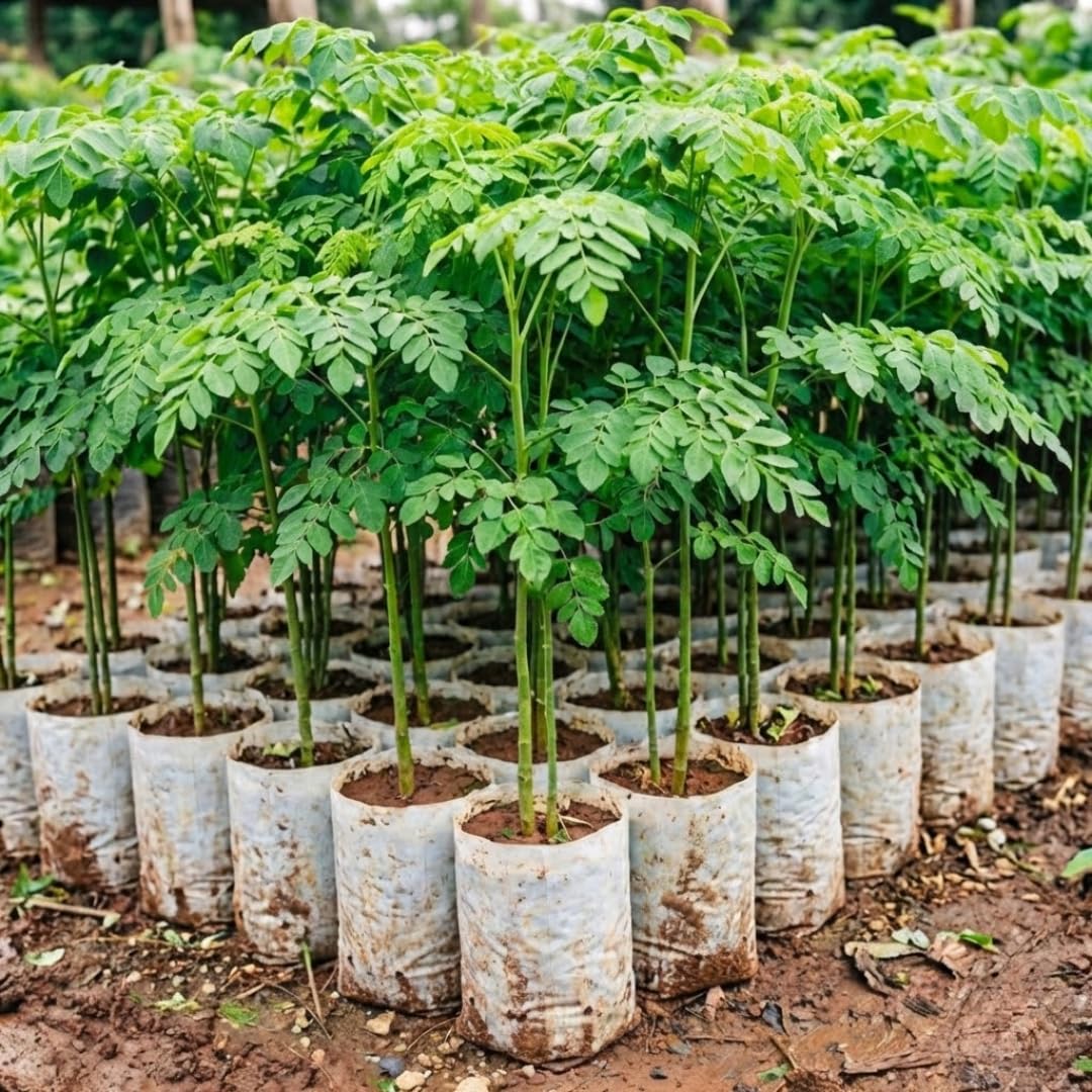 Moringa Tree in 4" Pot, Moringa Live Plants, 6-10'' Tall, Oleifera Drumstick Horseradish Ready to Grow Outdoor, No CA, Full Sun