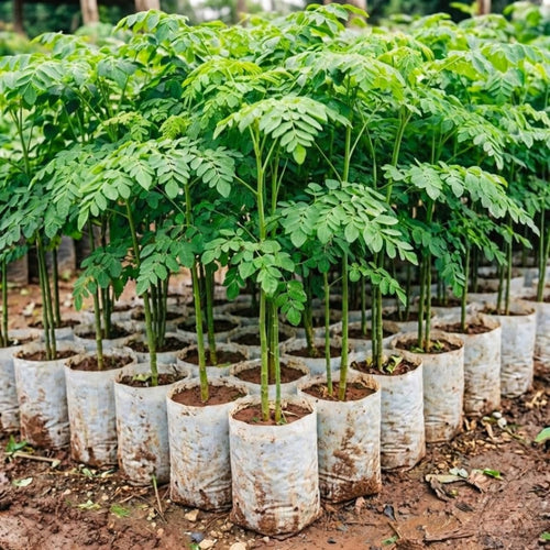 Moringa Tree in 4" Pot, Moringa Live Plants, 6-10'' Tall, Oleifera Drumstick Horseradish Ready to Grow Outdoor, No CA, Full Sun