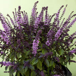 Basil Plant Live, Fragrant, Flavorful Herb for Indoor Outdoor Gardens, Well Rooted Plant 4-7 Inches (Blue Basil)