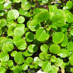 Yunaksea 1 Pot Swedish Ivy Plant Live, Plectranthus Swedish Ivy Mint Herbs, 4" Pot Indoor Outdoor Home Garden
