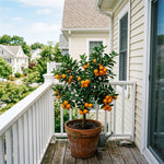 Mandarin Orange Tree, Sweet Seedless Mandarin Plants Live, 1.5 Years Old Tree, Fragrant Citrus Trees for Patio and Outdoor Garden