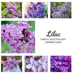 Common Lilac Tree Live Plant for Outdoor Spring Planting, 1 Year Old Tree 6-12" Tall in Quart Pot, Purple Lilac Trees
