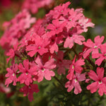 Set 2 Verbena Live Plants, Perennial Verbena Flowers, Long-Lasting, Hardy Flowering Plant for Planting (Pink)