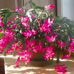 4 Christmas Cactus Plants Live, 5-9 Inch Tall (Pink)