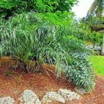 Palm Tree Live Plant, Fully Rooted in 3 Gallon Pot, Rare Tropical Plant Live for Indoor or Outdoor Growing, Seashore
