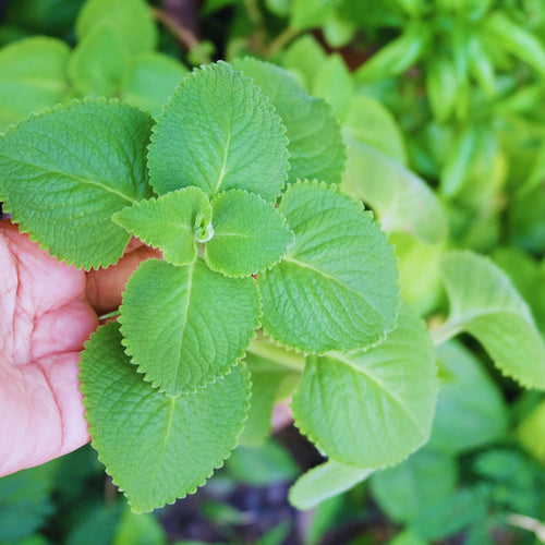 2 Cuban Oregano Plants Live, Mexican Mint Spanish Thyme Rooted, Cuban Oregano Live Plant, Vegetable Plants, 5-7'' Tall