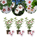 3 White Red Rose of Sharon Live Plant, Ornamental Flower Shrub, 2 Inch Tall
