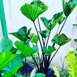 Tea Cup Colocasia Elephant Ear Plants Live 4–7 Inches Tall, Taro Alocasia Tropical Foliage Plants for Outdoor Garden Home Decor