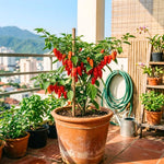 Pepper Plant Live for Planting, Hot Pepper Plant, 4-6 Inc Tall, 4 Inc Pot, High Yield Peppers Seedling for Backyard Vegetable Garden