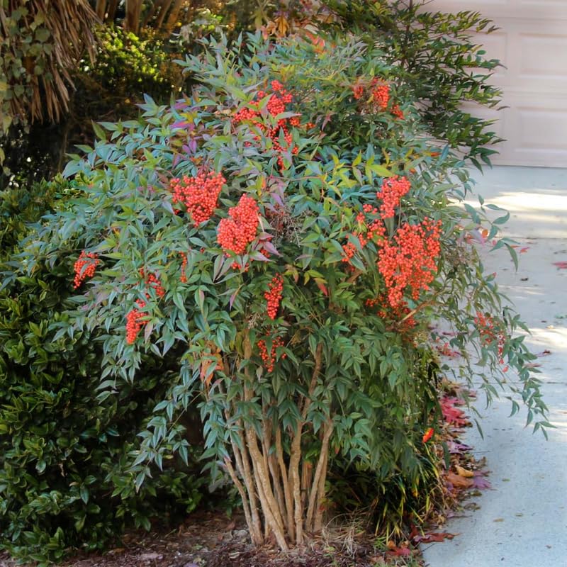 Domestic Nandina Shrub, Ornamental Nandina Plant Live to Grow 6 to 9 Inch Tall, Nandina Live Plant in 2.5 Inc Pot