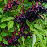 Black Elderberry Bush Live Plant, Berry Shrub, 8-12 Inch Tall