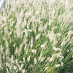 2 White Fountain Grass Plants Live, 5-9 Inch Tall Ornamental Grass Live Plants for Landscaping and Garden Borders